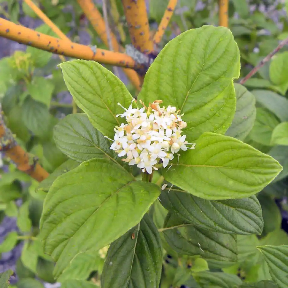 CORNUS sericea 'Flaviramea'