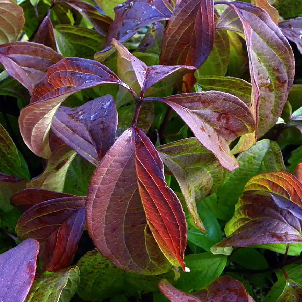 CORNUS sericea 'Kelseyi'