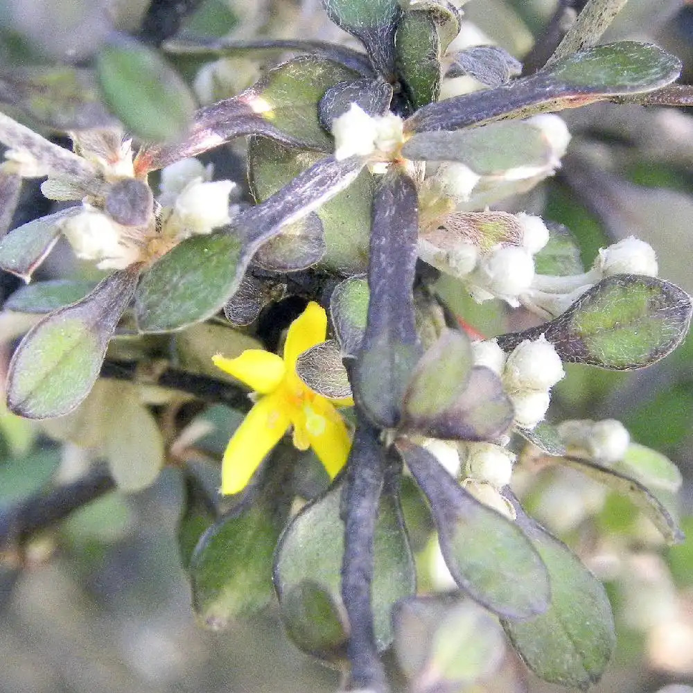 COROKIA cotoneaster