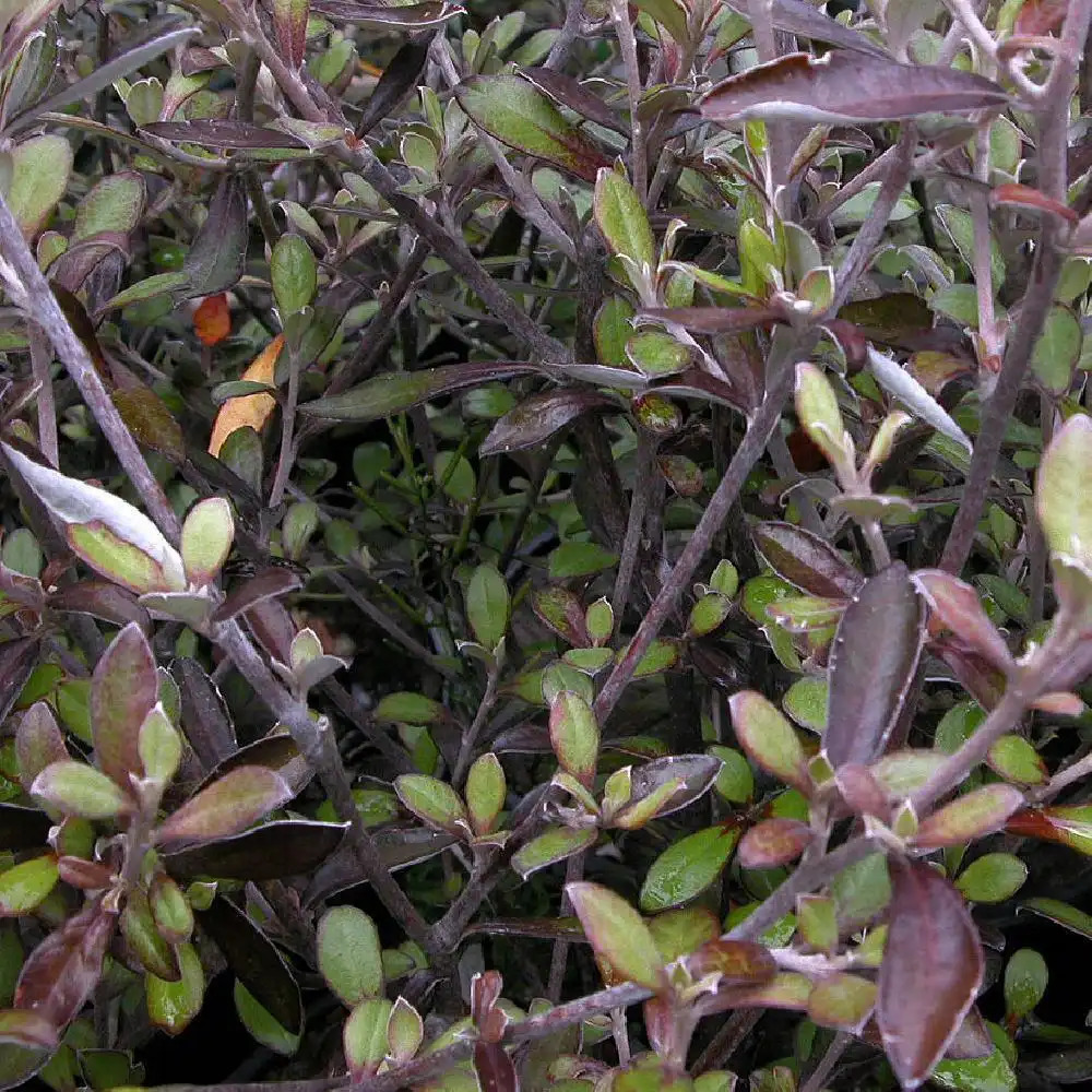 COROKIA x virgata 'Pink Delight'