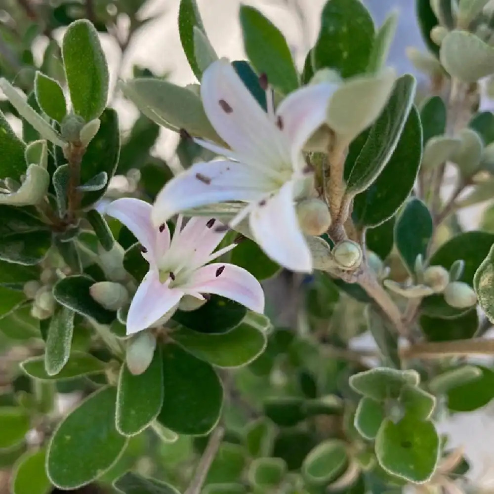 CORREA alba 'Rosea'