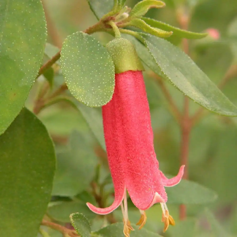 CORREA decumbens 'Dusky Bells'