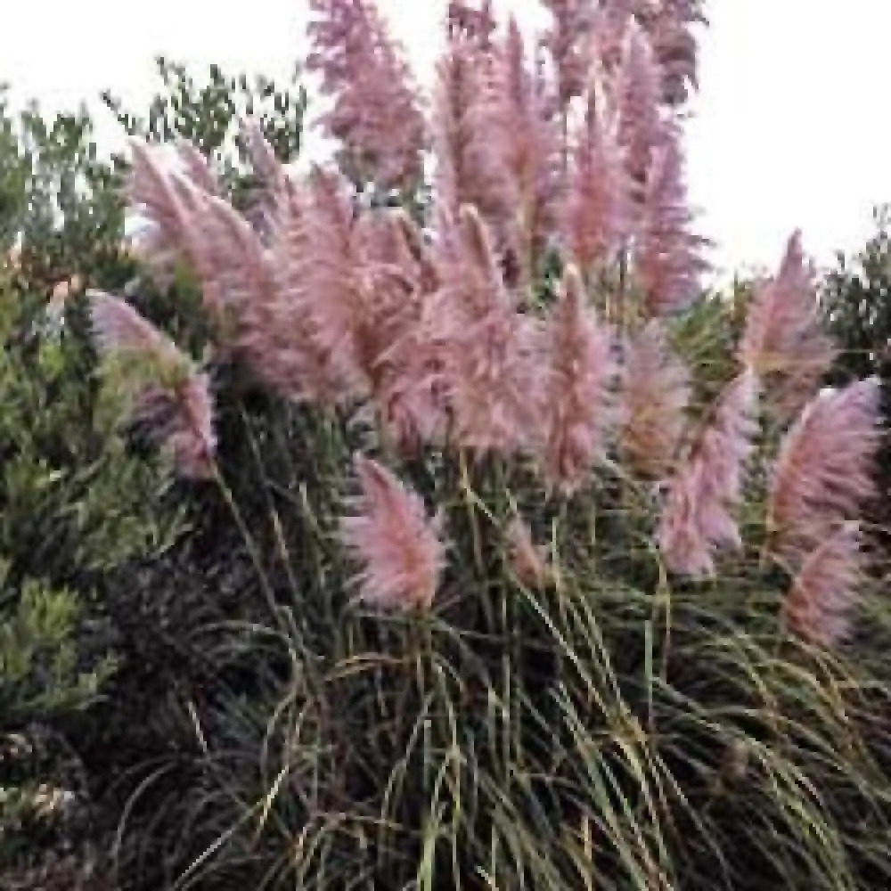 CORTADERIA selloana 'Rosea'