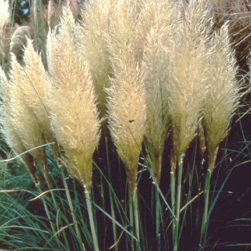 CORTADERIA selloana