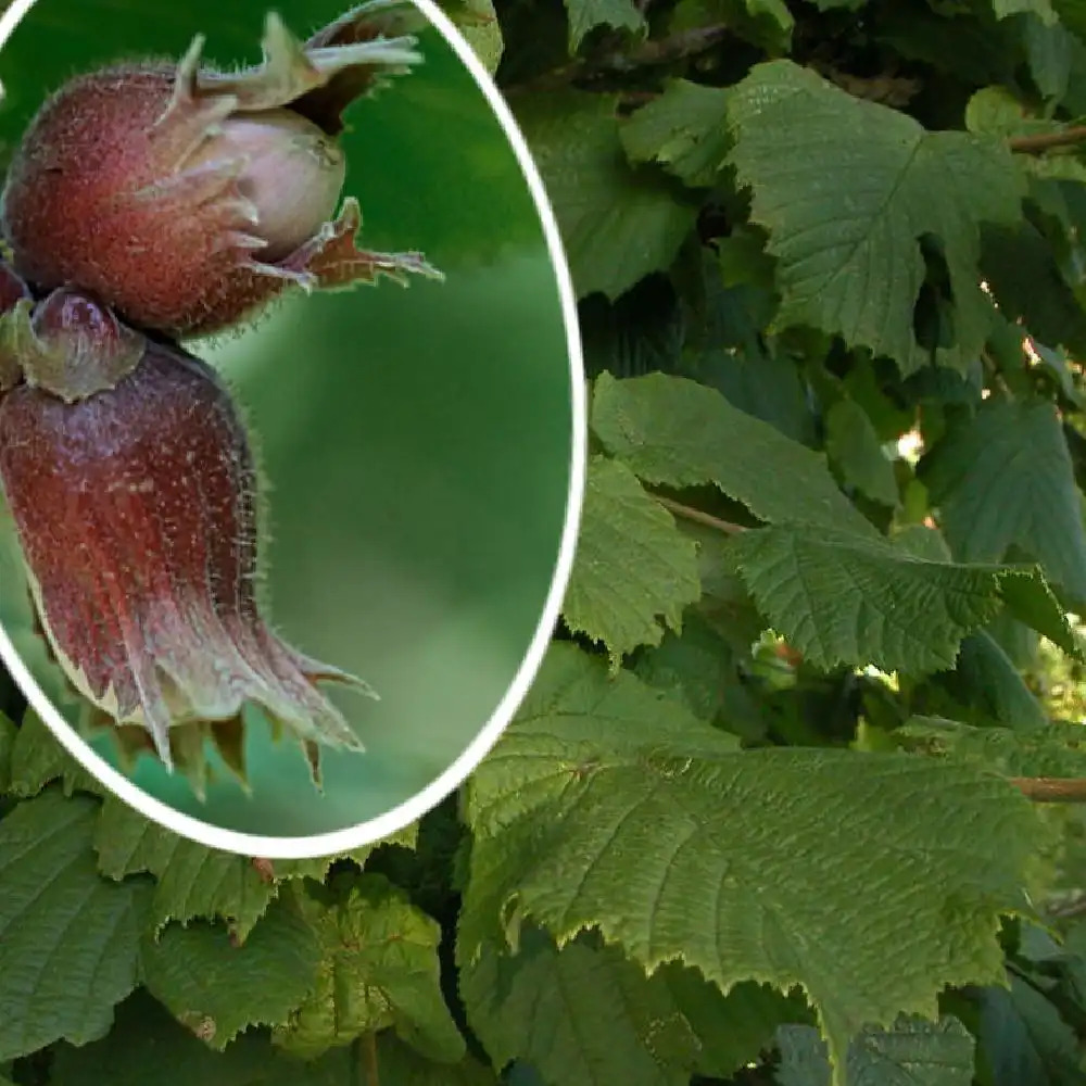 CORYLUS avellana 'Cosford Cob'