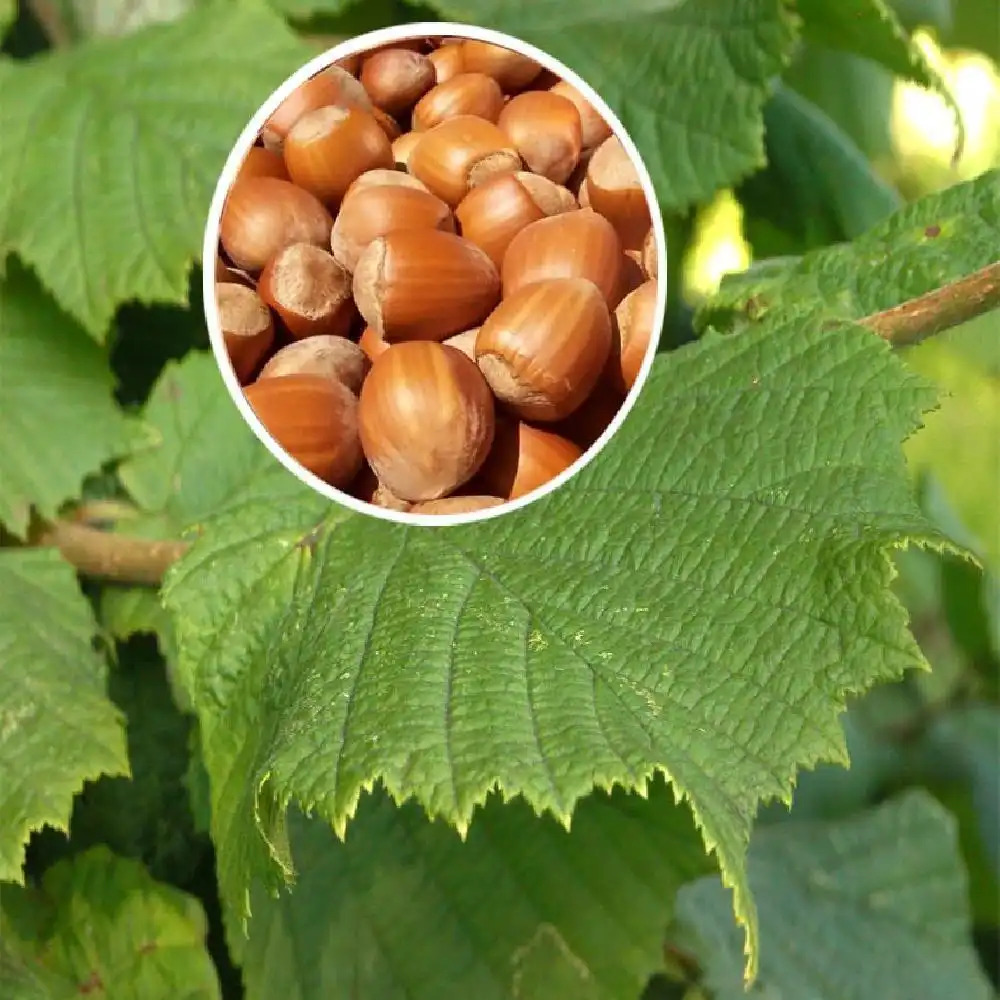 CORYLUS avellana 'Nottingham (Frühe)'