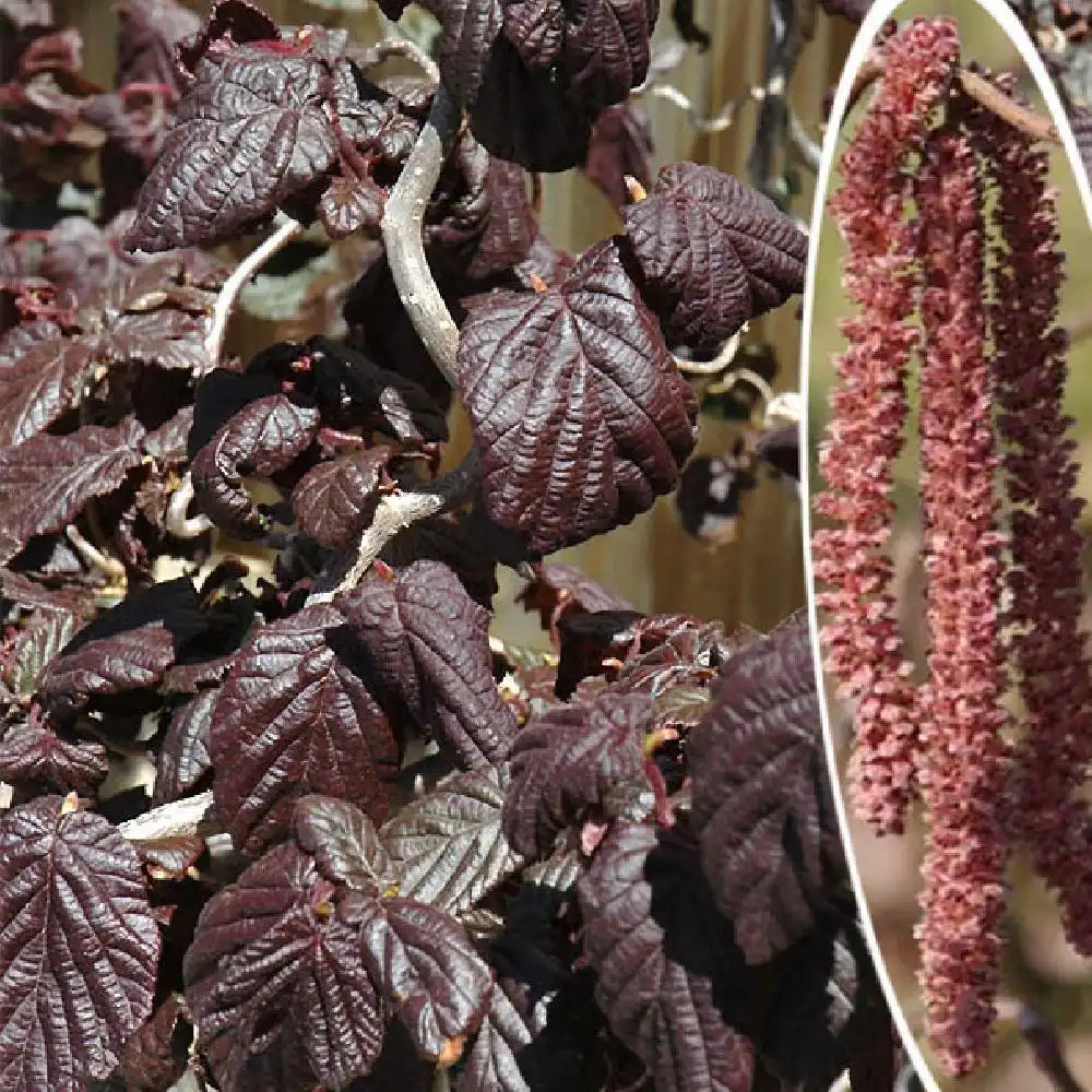 CORYLUS avellana 'Red Majestic'