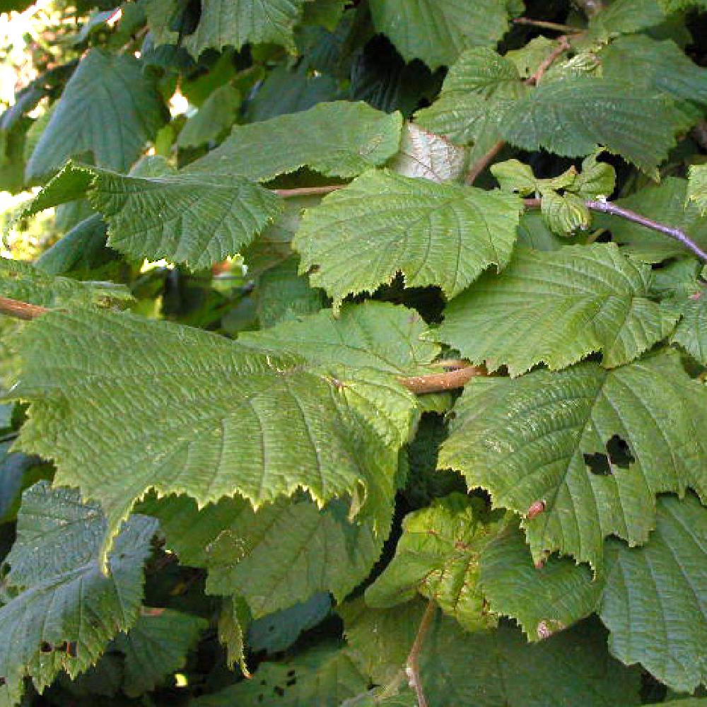 CORYLUS avellana