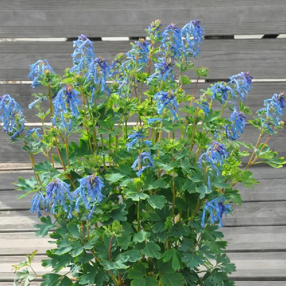 CORYDALIS 'Blue Line' ®