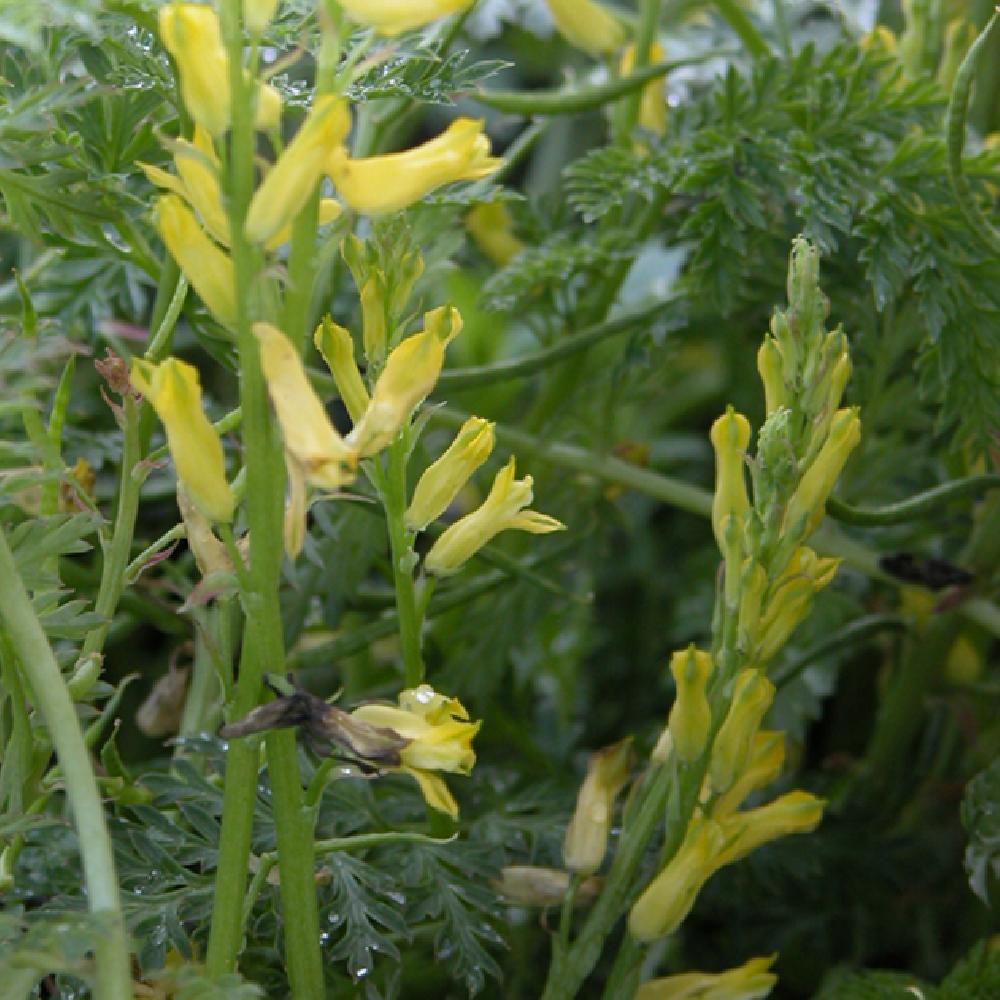 CORYDALIS cheilanthifolia