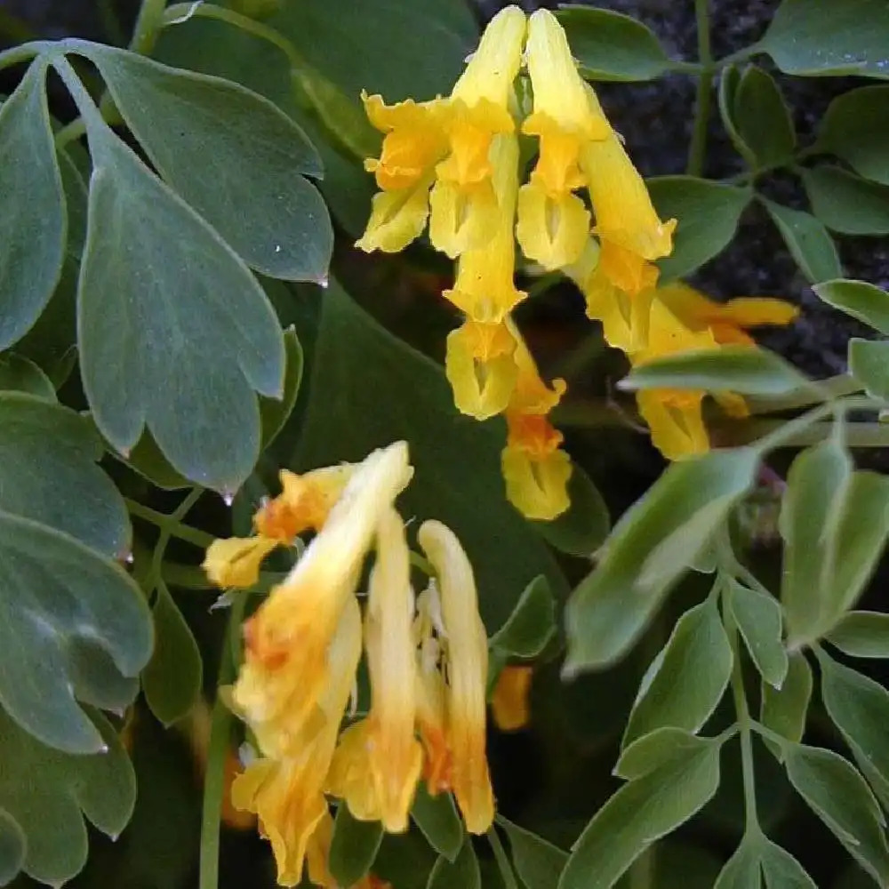 CORYDALIS lutea