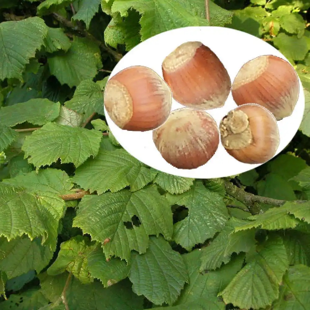 CORYLUS maxima 'Ennis'