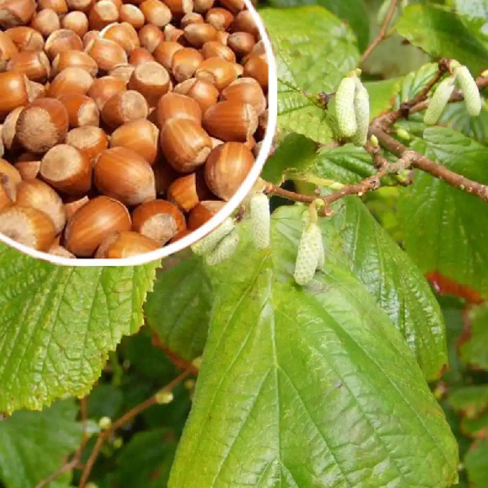 CORYLUS maxima 'Longue d'Espagne'