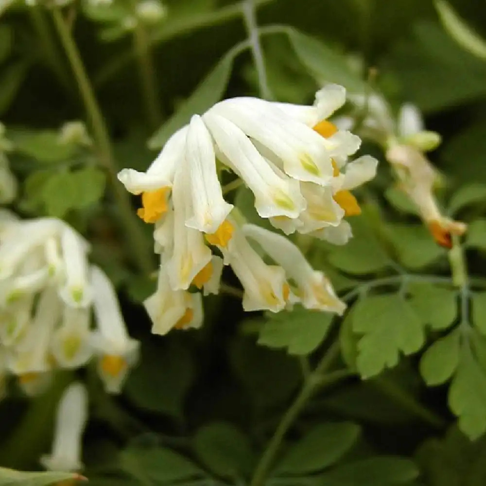 CORYDALIS ochroleuca