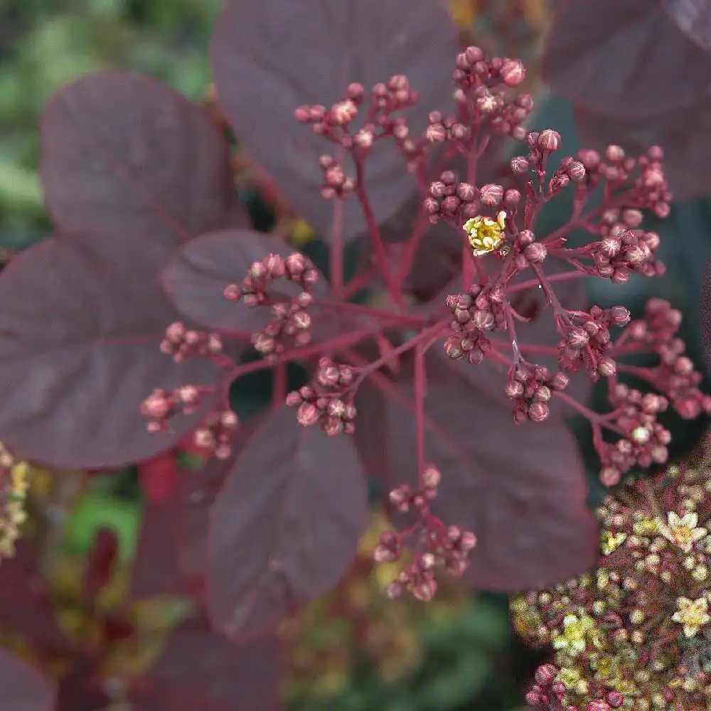 COTINUS coggygria 'Royal Purple'