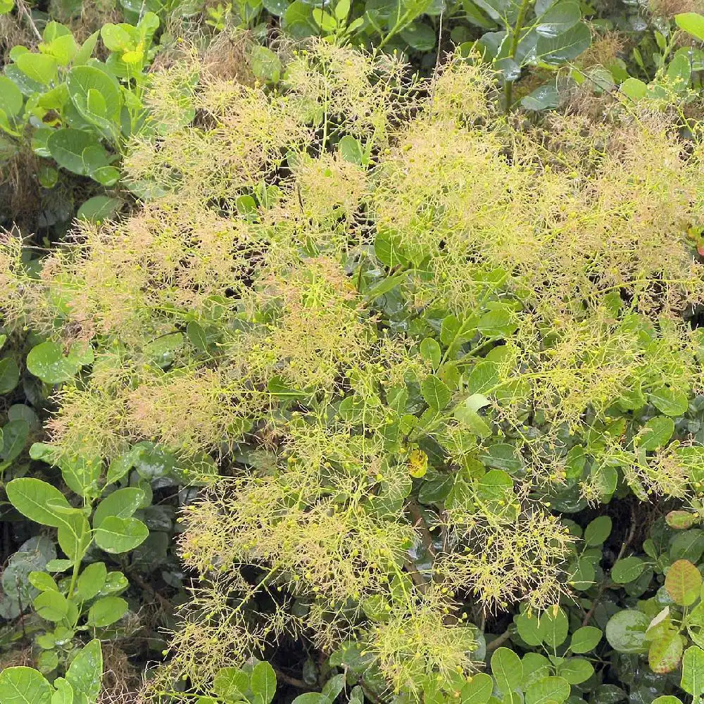 COTINUS coggygria 'Young Lady'