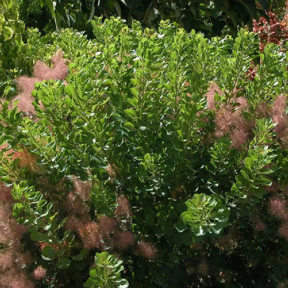 COTINUS coggygria