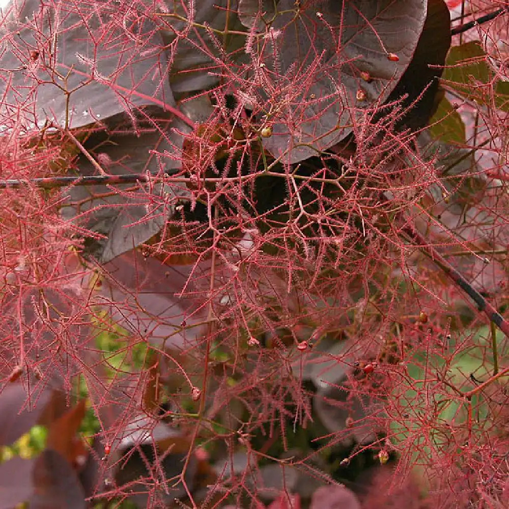 COTINUS 'Grace'