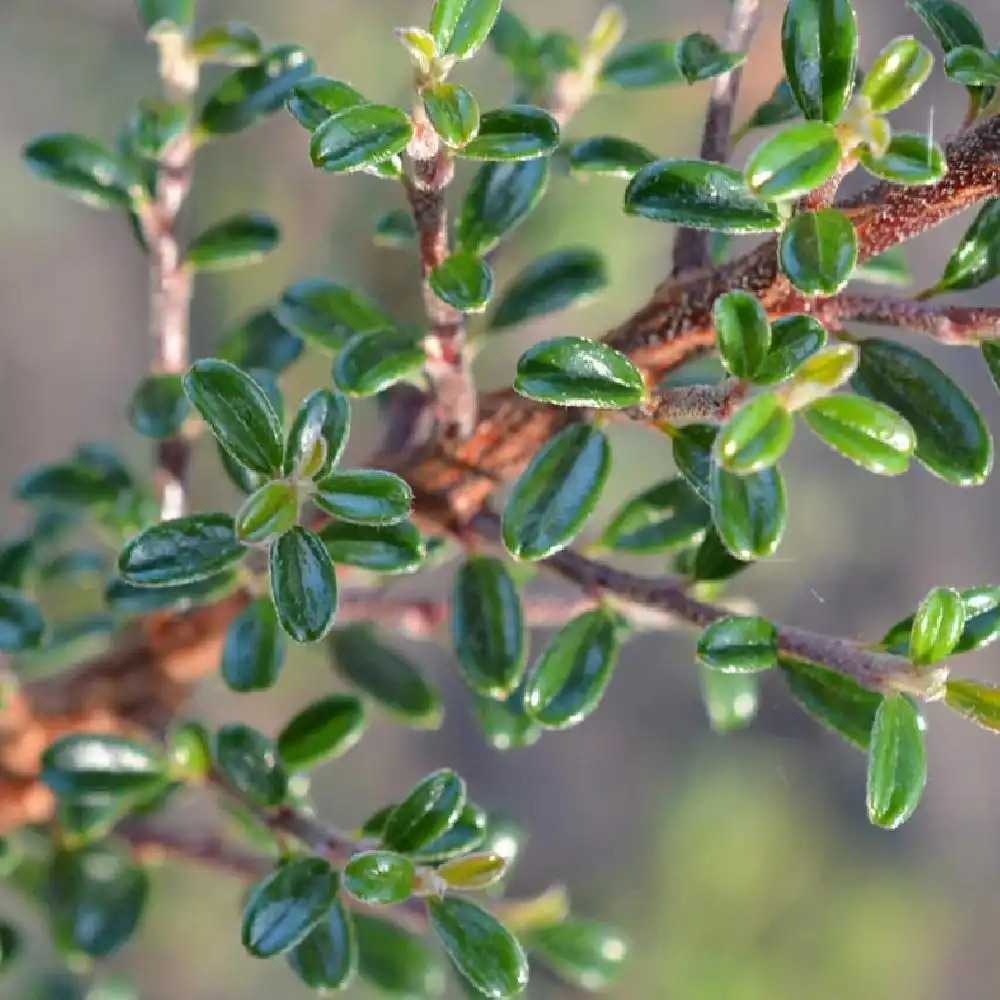 COTONEASTER linearifolius     (= microphyllus var. thymifolius)