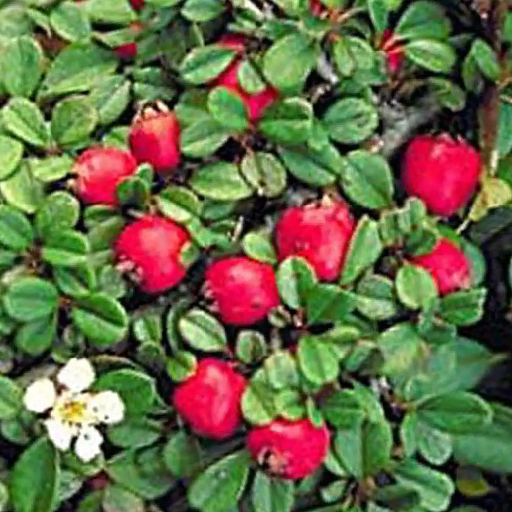 COTONEASTER (procumbens) 'Streib's Findling'