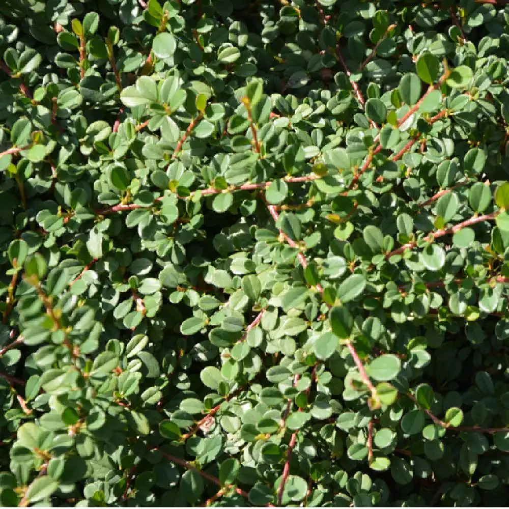 COTONEASTER (procumbens) 'Streib's Findling' image 2