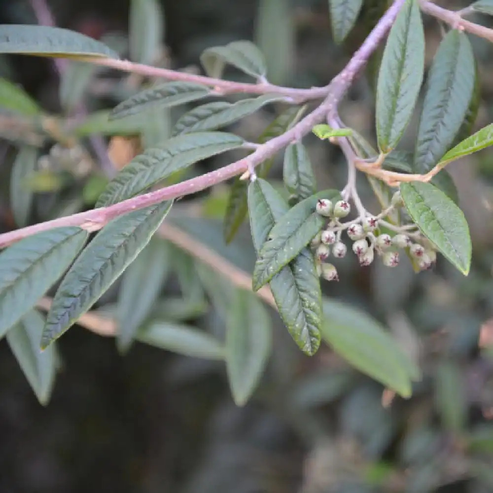 COTONEASTER salicifolius