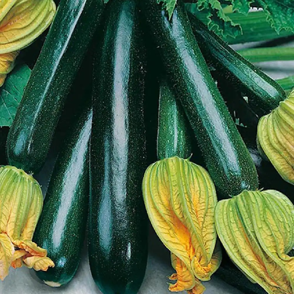 COURGETTE 'Black Beauty'