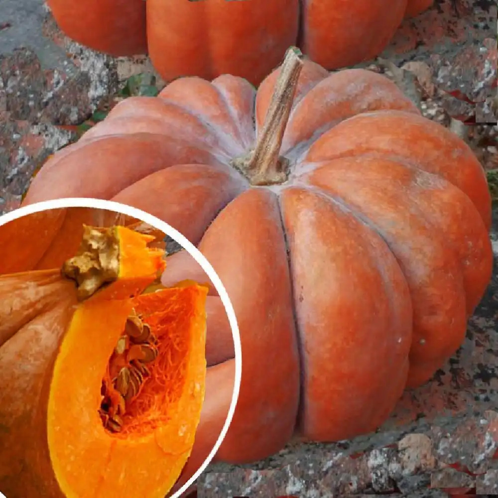 COURGE 'Musquée de Provence'