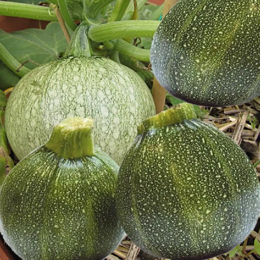 COURGETTE 'Ronde de Nice'