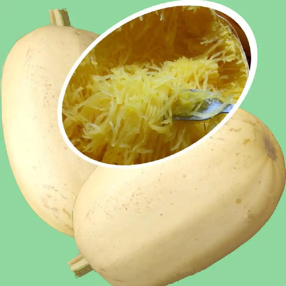 COURGE 'Spaghetti'