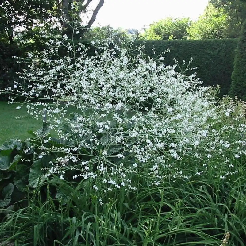 CRAMBE cordifolia