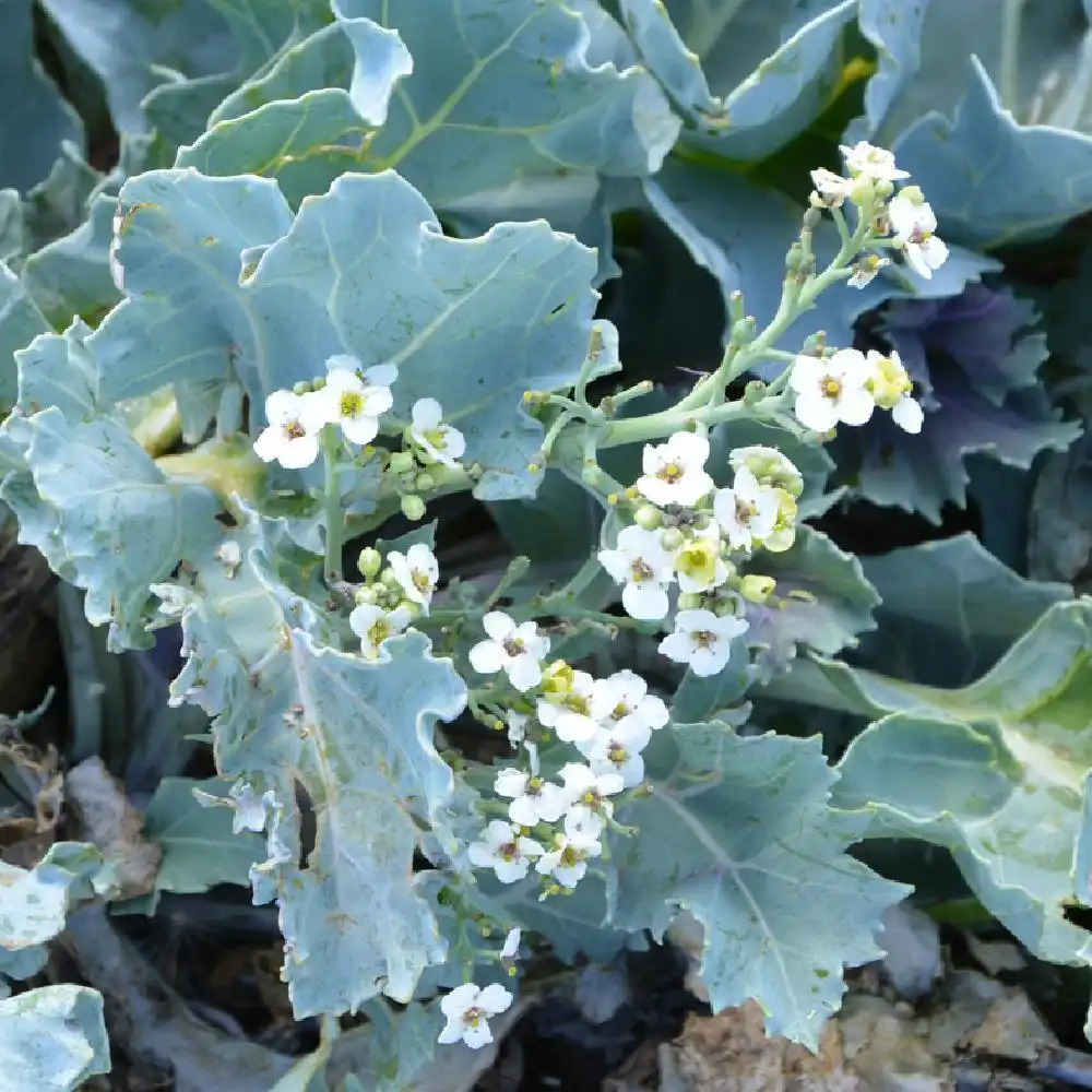 CRAMBE maritima.' image 2