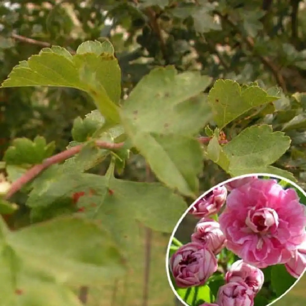 CRATAEGUS laevigata 'Rosea Flore Pleno'