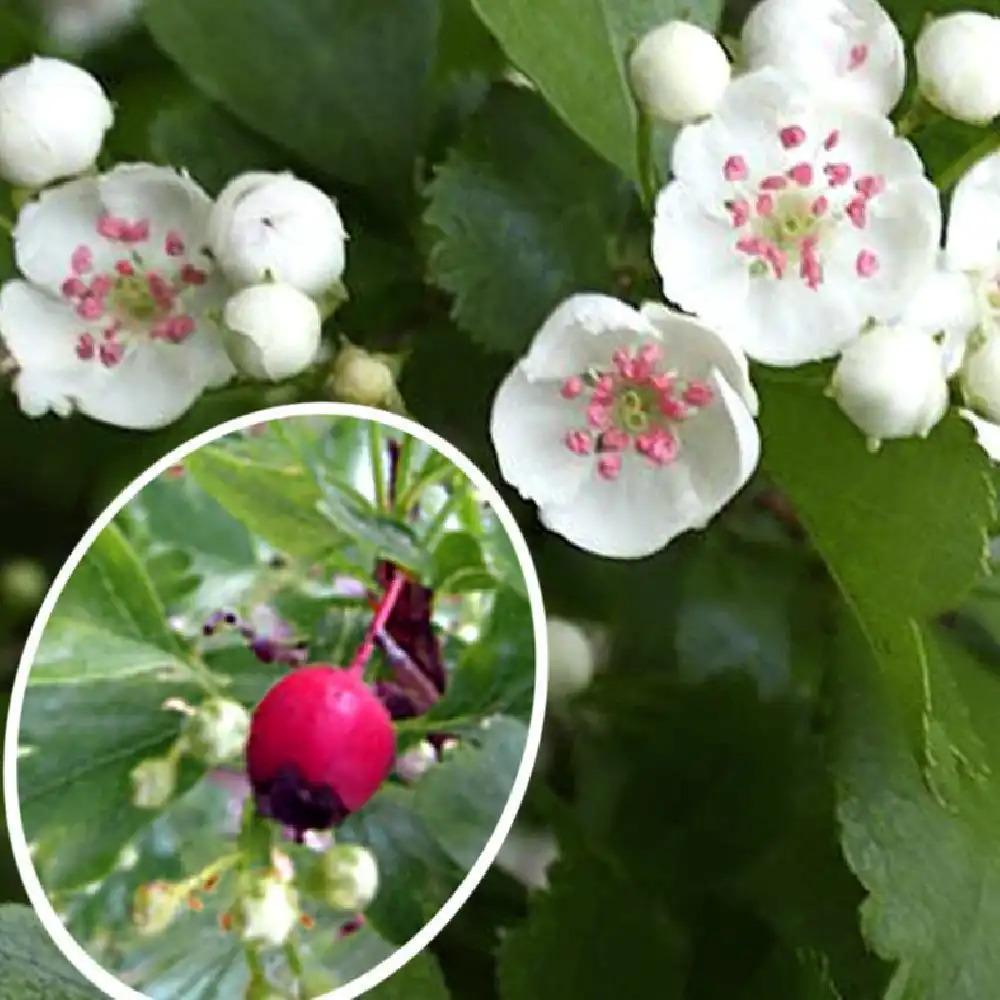 CRATAEGUS laevigata