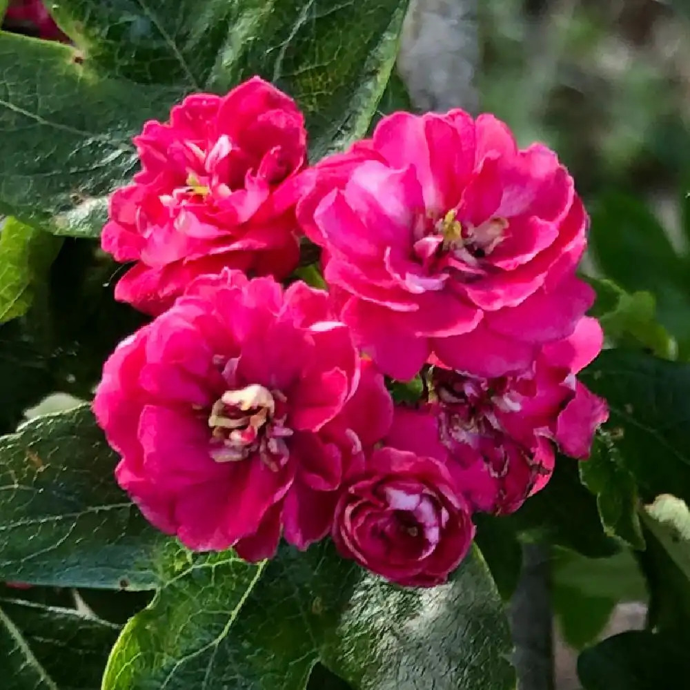 CRATAEGUS media 'Paul's Scarlet'