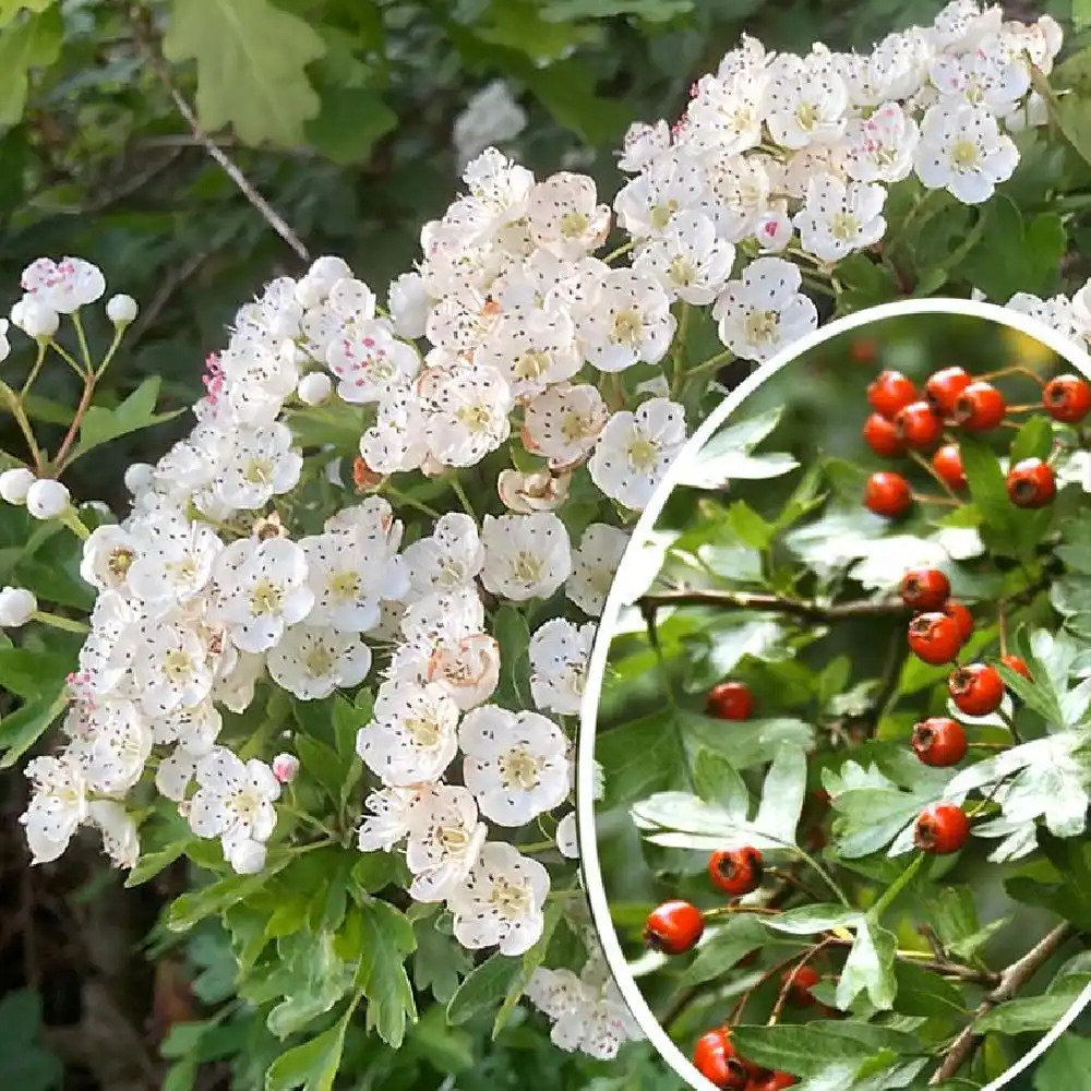 CRATAEGUS monogyna