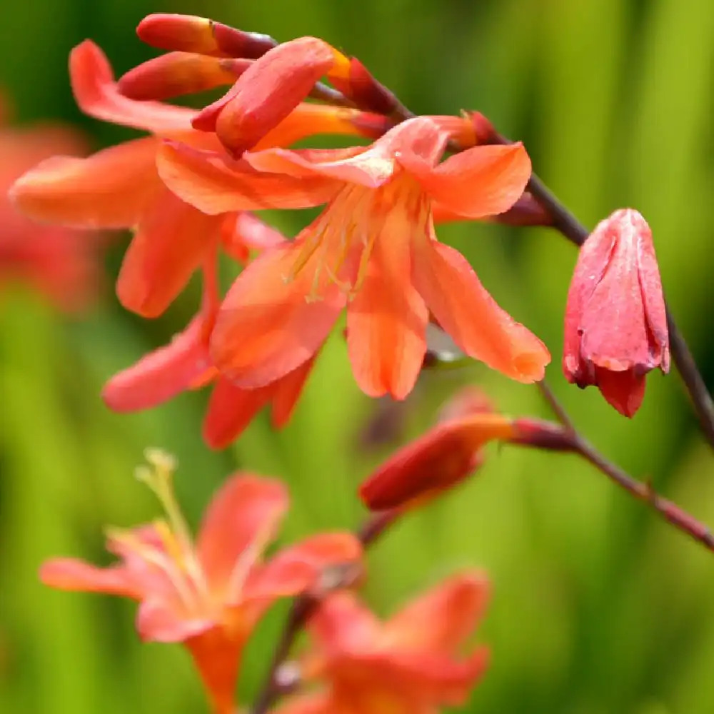 CROCOSMIA 'Babylon'