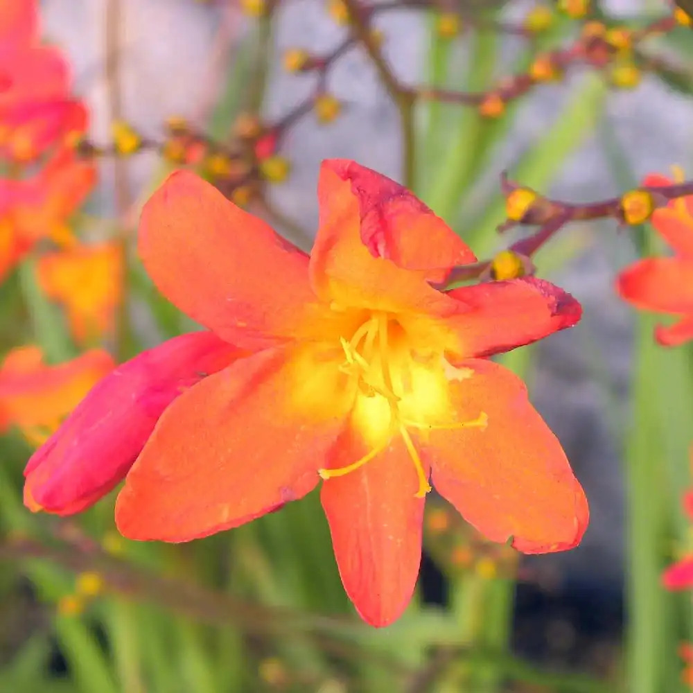 CROCOSMIA 'Dusky Maiden'