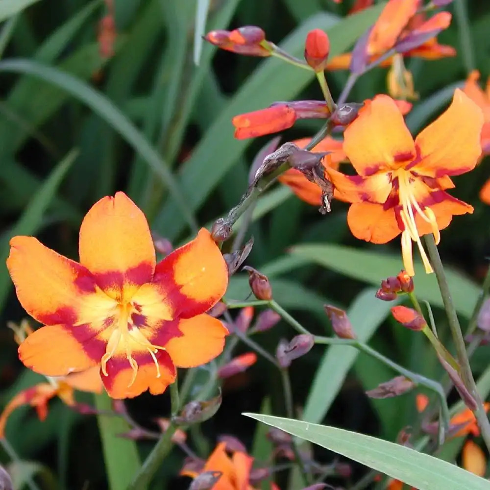 CROCOSMIA 'Emily McEnzie'