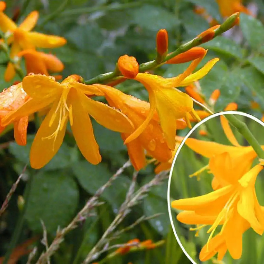 CROCOSMIA 'George Davidson'