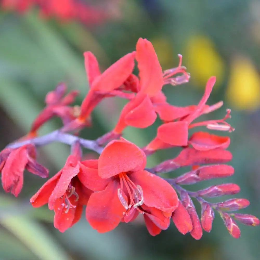 CROCOSMIA 'Hellfire'