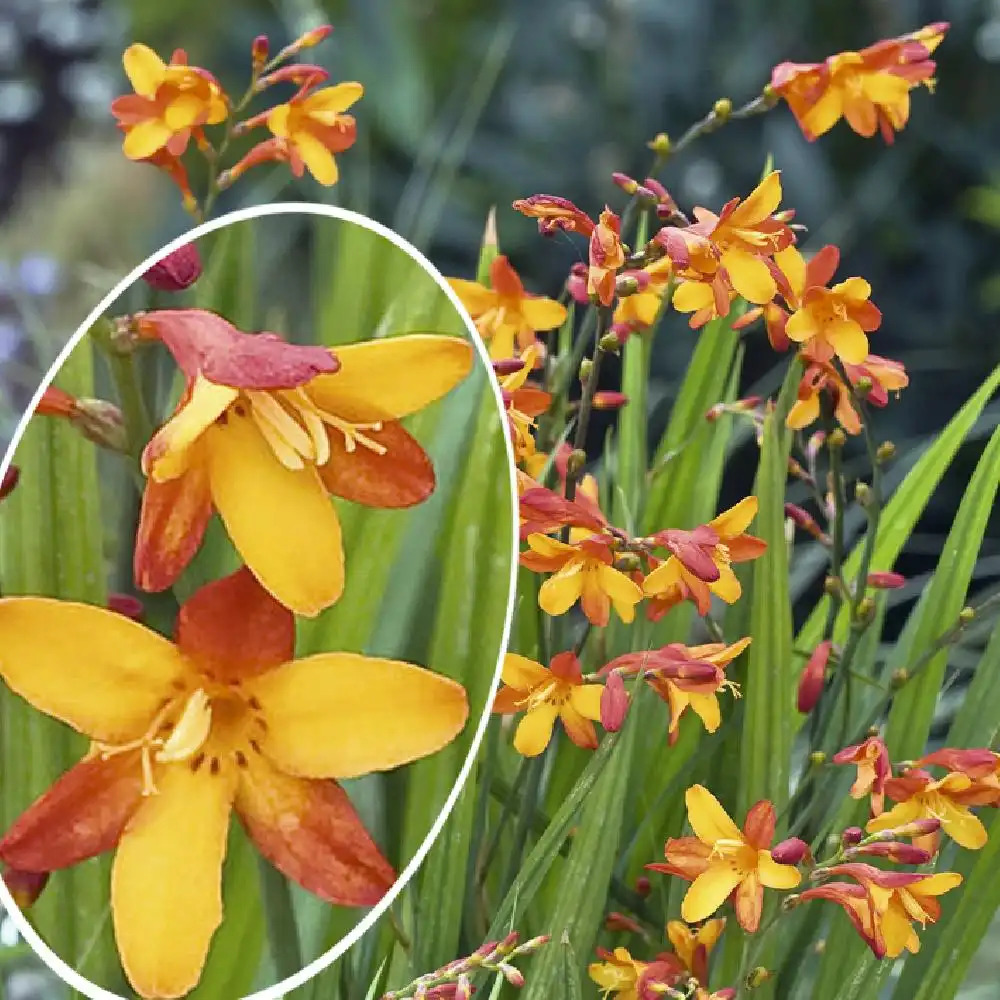 CROCOSMIA 'Jackanapes'