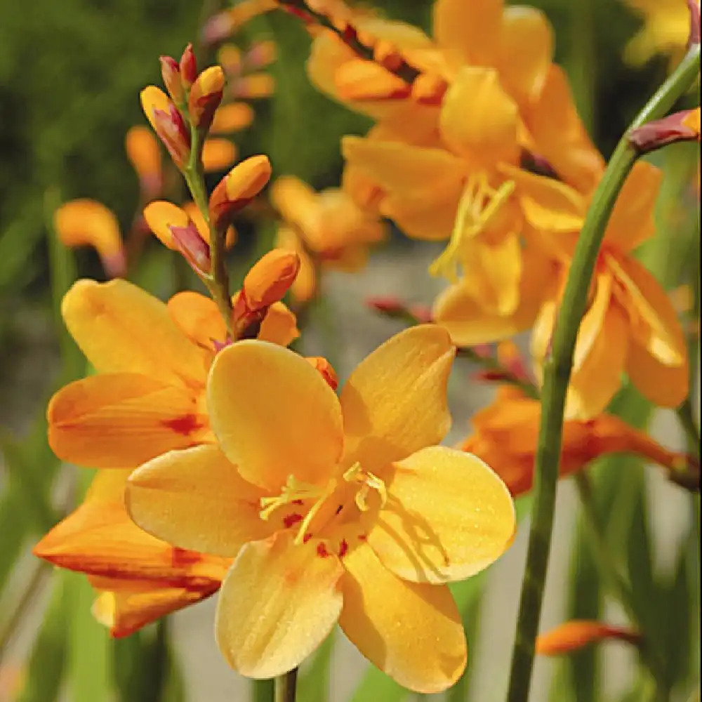 CROCOSMIA 'Léna' ®