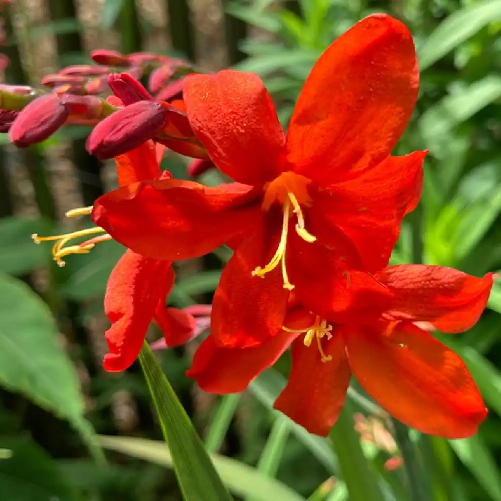 CROCOSMIA 'Lucifer'