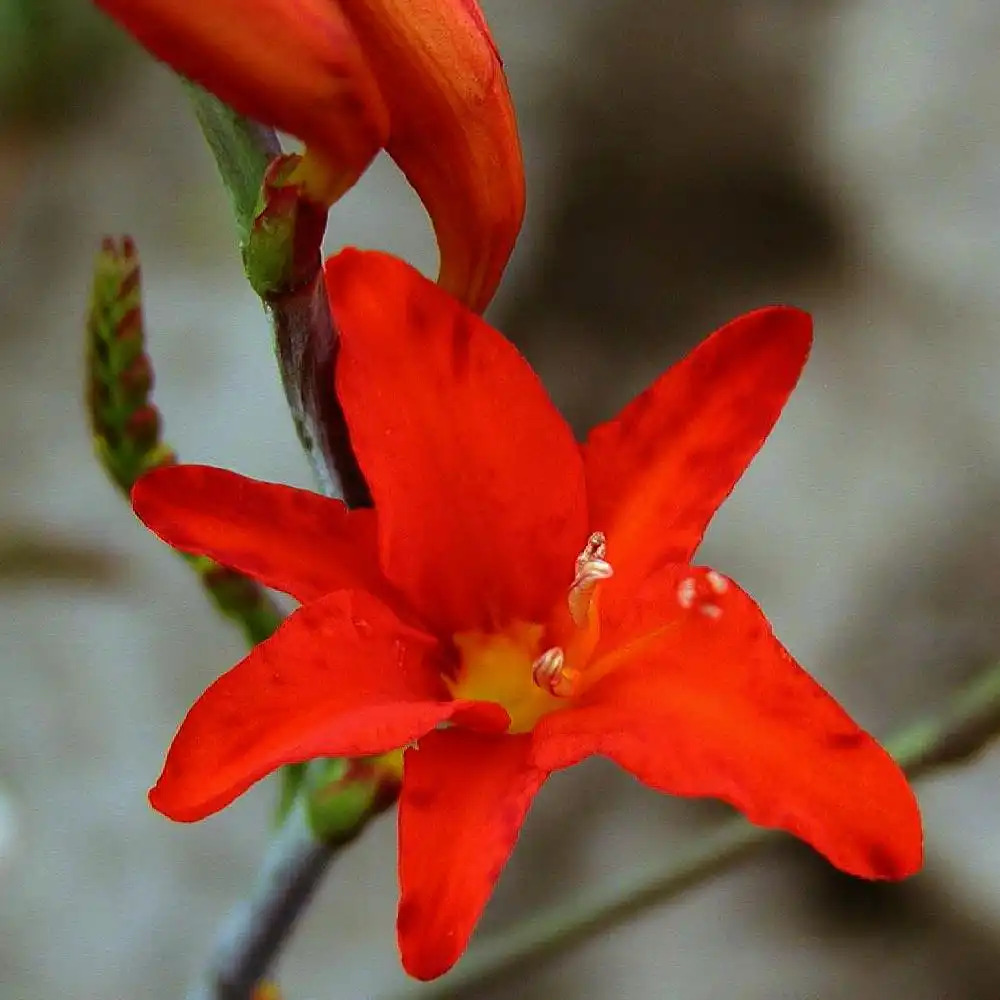 CROCOSMIA 'Mistral'