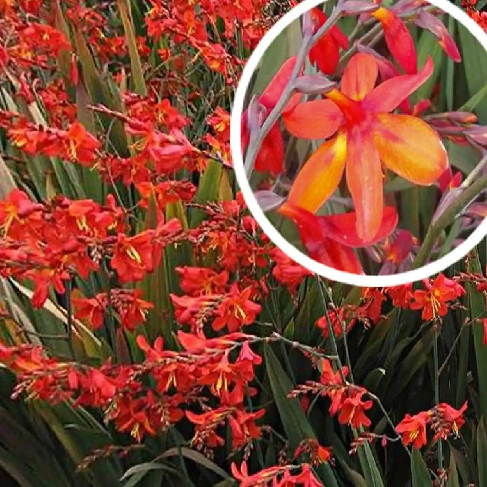 CROCOSMIA 'Saracen'