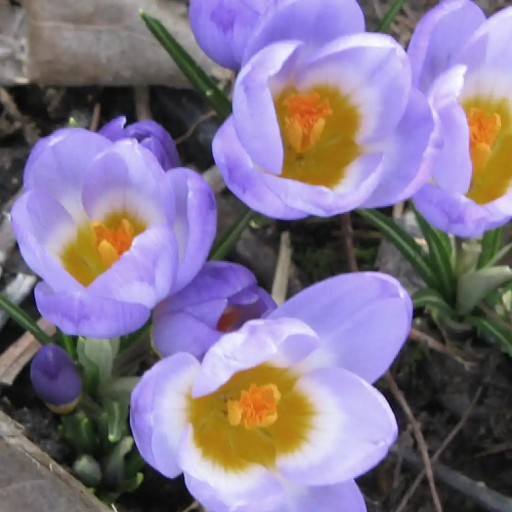 CROCUS sieberi ssp sublimis 'Tricolor'