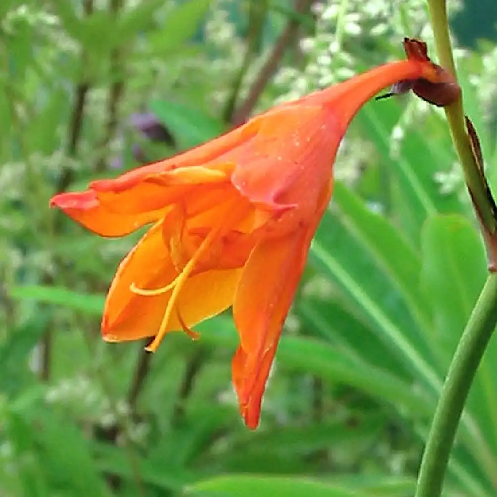 CROCOSMIA 'Star of the East'