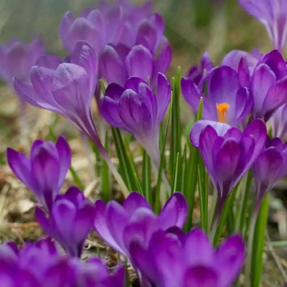 CROCUS tommasinianus 'Ruby Giant' (lot de 10)