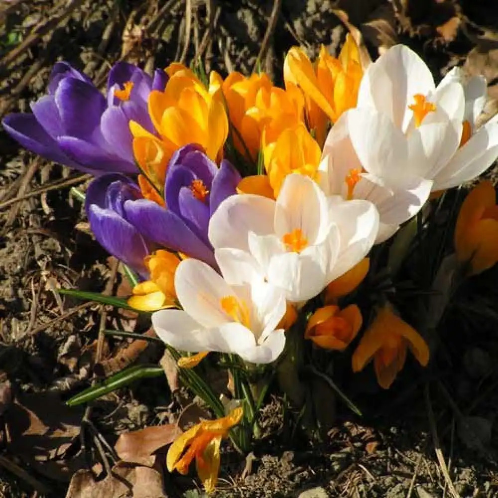 CROCUS vernus (lot de 10)